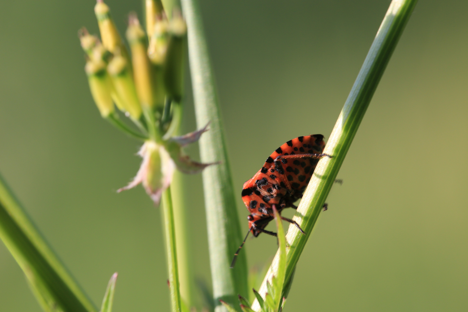 Streifenwanze (Graphosoma lineatum)