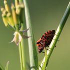 Streifenwanze (Graphosoma lineatum)