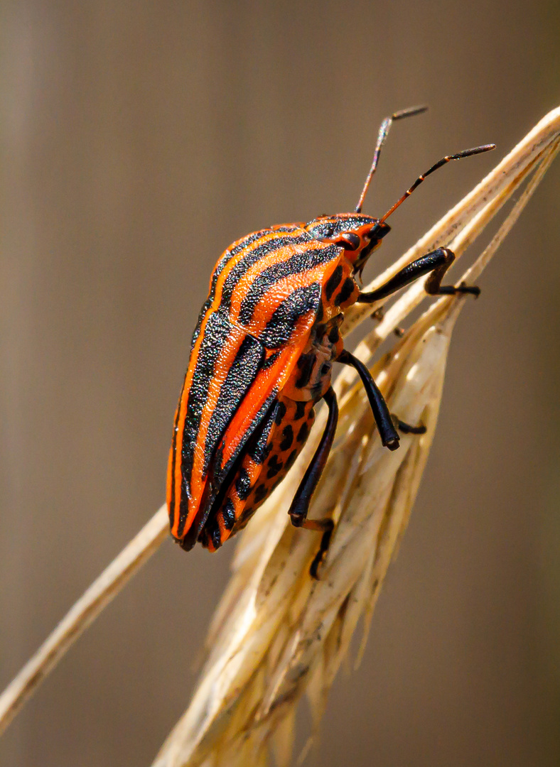 Streifenwanze (Graphosoma lineatum)