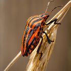 Streifenwanze (Graphosoma lineatum)