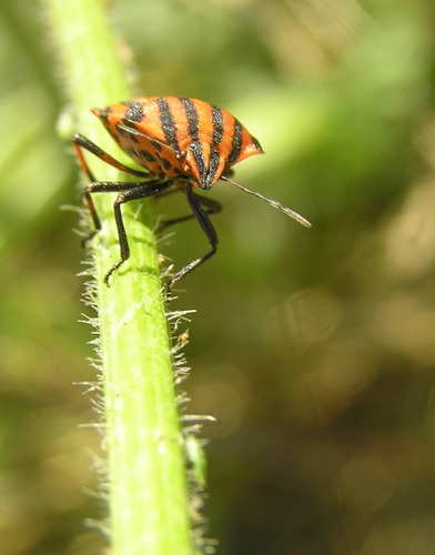 Streifenwanze Graphosoma lineatum