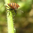 Streifenwanze Graphosoma lineatum