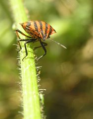 Streifenwanze Graphosoma lineatum