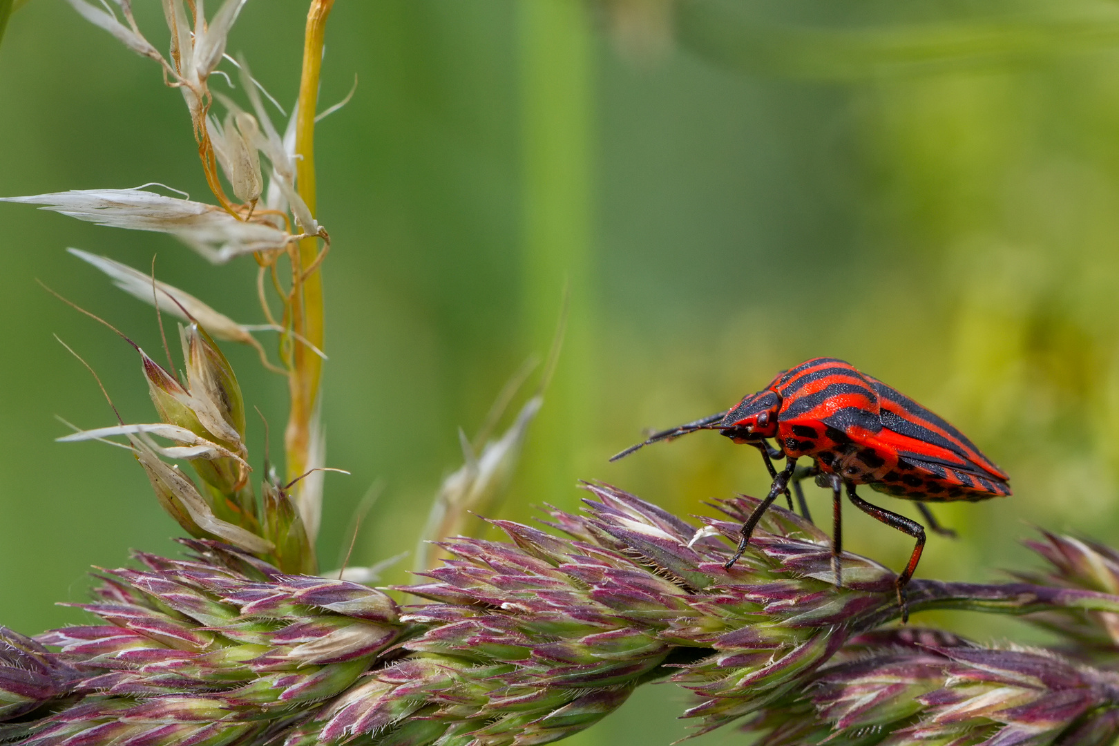  Streifenwanze (Graphosoma lineatum)