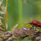  Streifenwanze (Graphosoma lineatum)