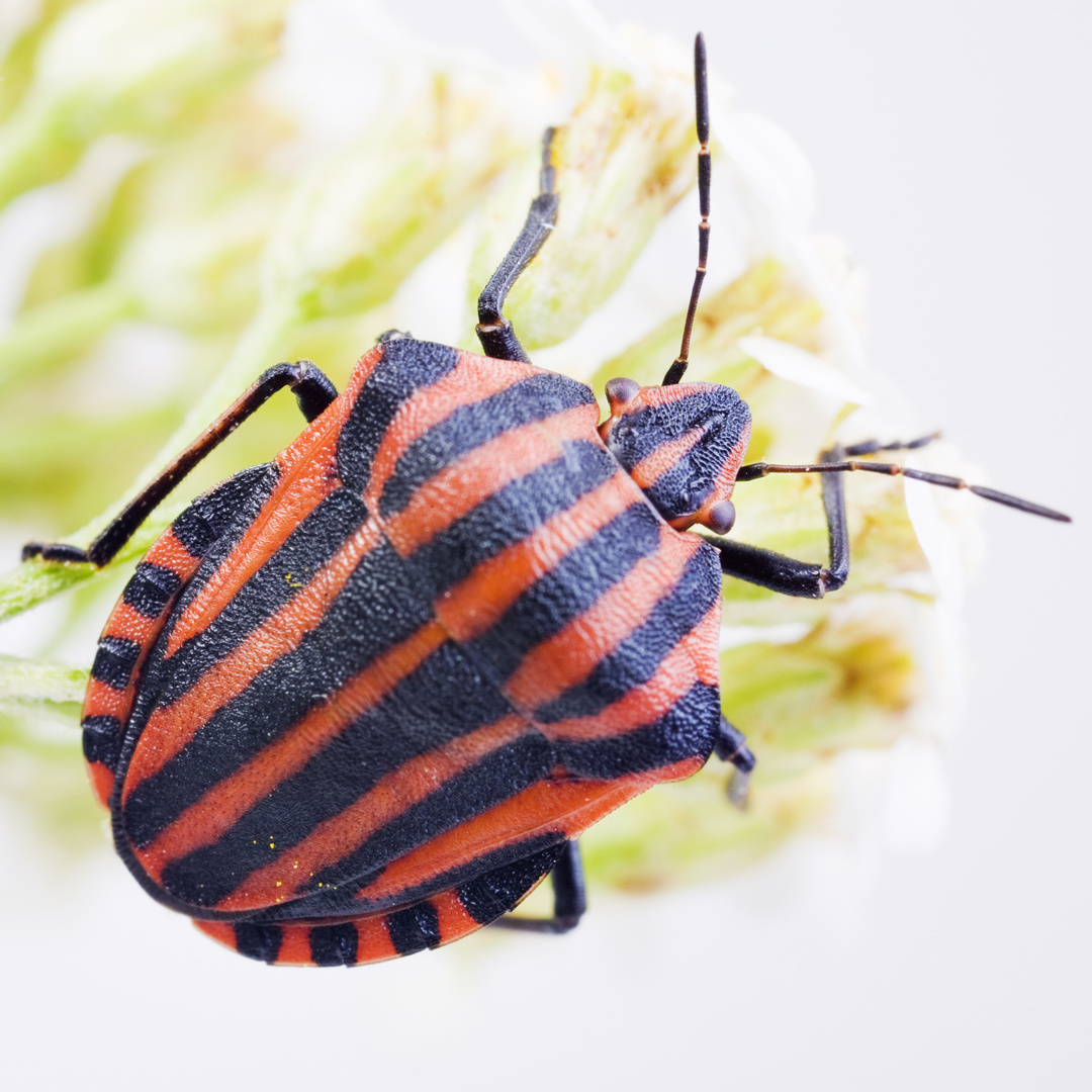 Streifenwanze (Graphosoma lineatum) - striped stink bug (Graphosoma lineatum)