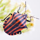 Streifenwanze (Graphosoma lineatum) - striped stink bug (Graphosoma lineatum)