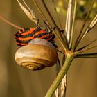 Streifenwanze mit Kumpel