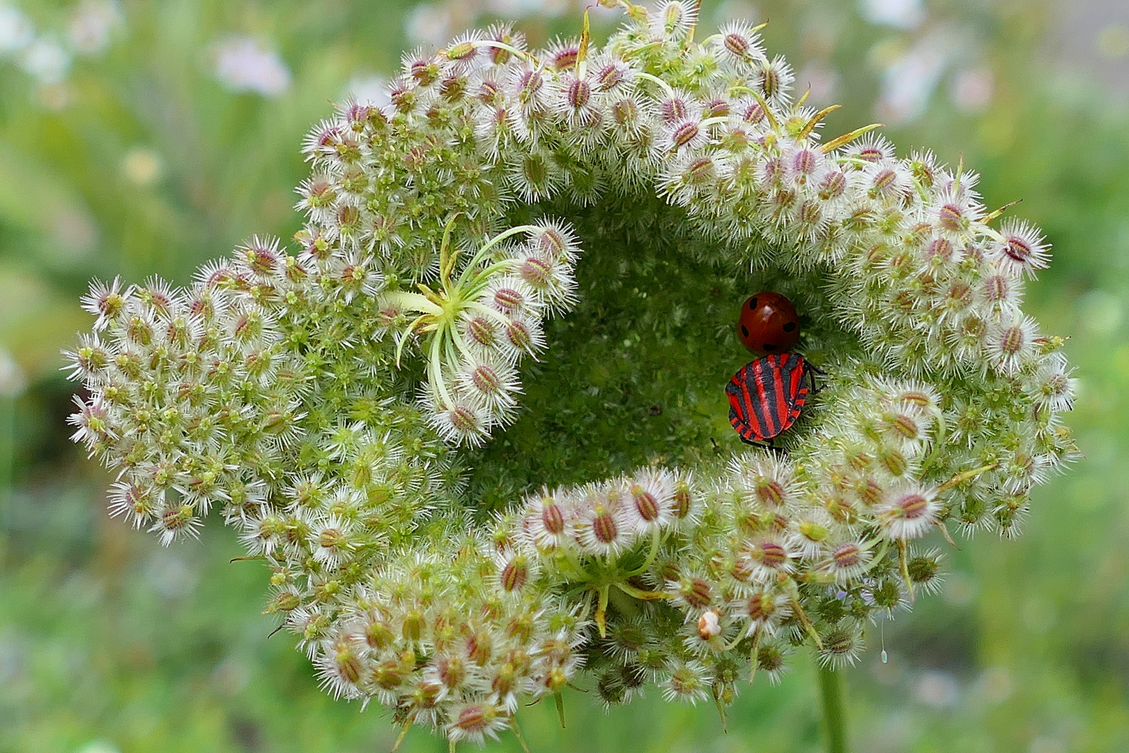 Streifenwanze und Marienkäfer . . .