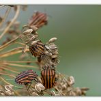 Streifenwanzen an Dill