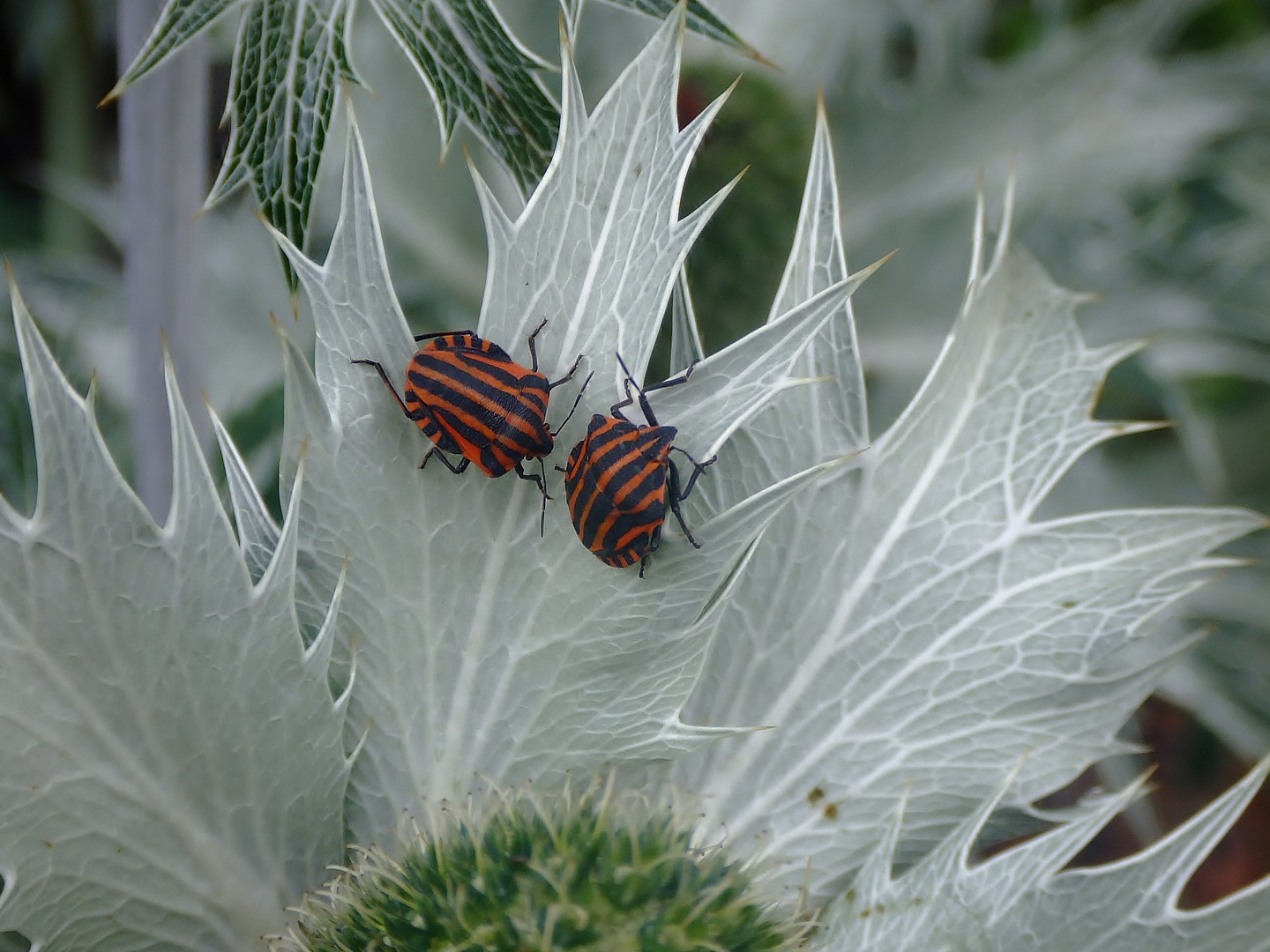 Streifenwanzen auf Distel