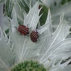 Streifenwanzen auf Distel