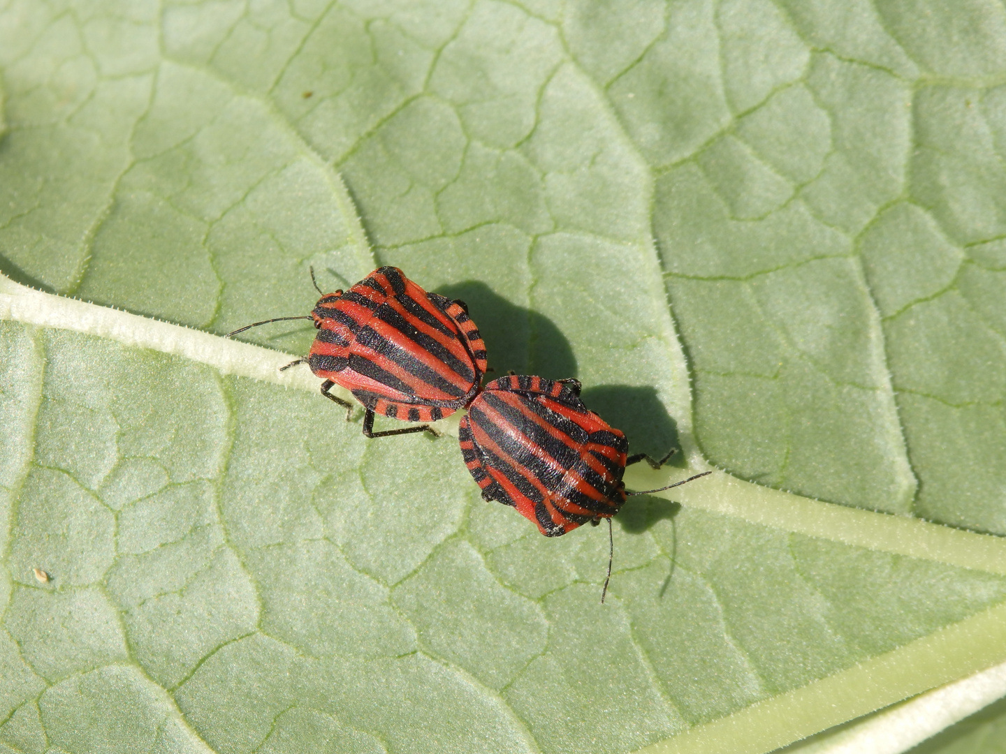 Streifenwanzen (Graphosoma italicum)