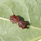 Streifenwanzen (Graphosoma italicum)