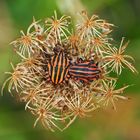 Streifenwanzen (Graphosoma lineatum)