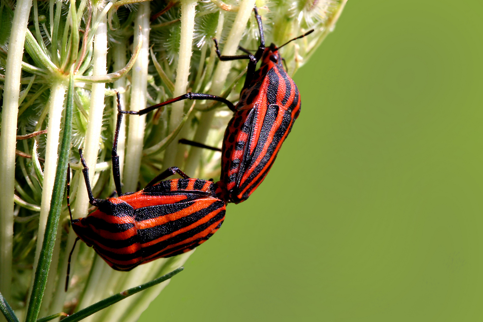 Streifenwanzen  (Graphosoma lineatum)