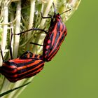 Streifenwanzen  (Graphosoma lineatum)