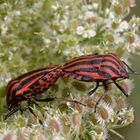 Streifenwanzen (Graphosoma lineatum)