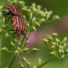 Streifenwanzen (Graphosoma lineatum) bei der Paarung auf Doldengewächs (Apiaceae)