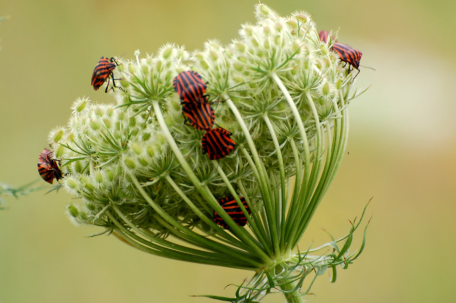 Streifenwanzen (Graphosoma lineatum) ...