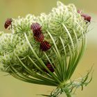 Streifenwanzen (Graphosoma lineatum) ...