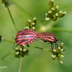 Streifenwanzen - Graphosoma lineatum Paarung