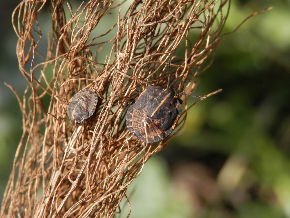 Streifenwanzen-Larven (Graphosoma italicum)