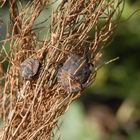 Streifenwanzen-Larven (Graphosoma italicum)