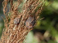 Streifenwanzen-Larven (Graphosoma italicum)