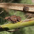 Streifenwanzen-Larven und Imago (Graphosoma italicum)