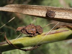 Streifenwanzen-Larven und Imago (Graphosoma italicum)