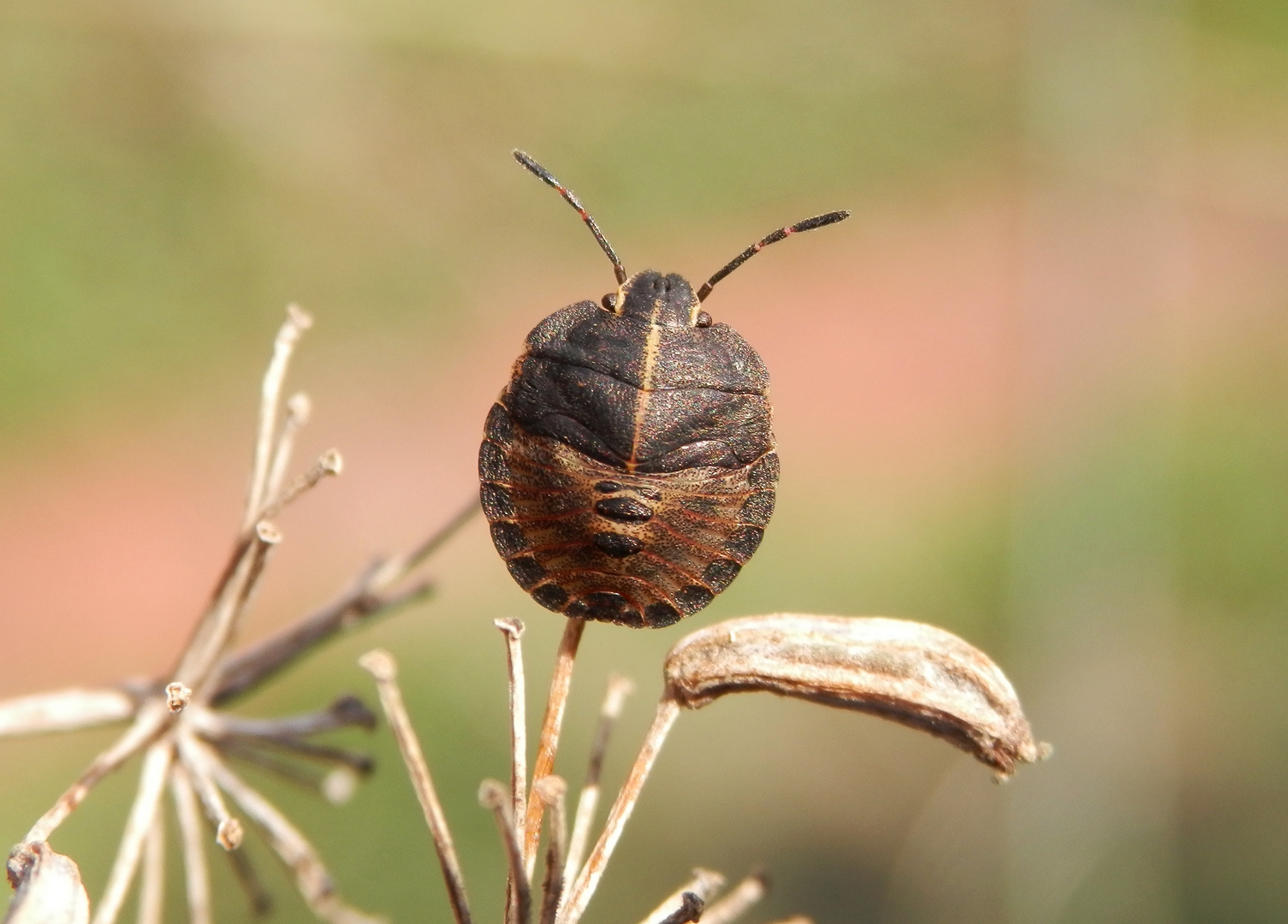 Streifenwanzen-Nymphe (Graphosoma italicum) - Mittleres Larvenstadium