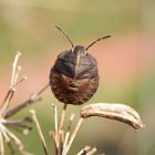 Streifenwanzen-Nymphe (Graphosoma italicum) - Mittleres Larvenstadium