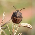 Streifenwanzen-Nymphe (Graphosoma italicum) - Mittleres Larvenstadium