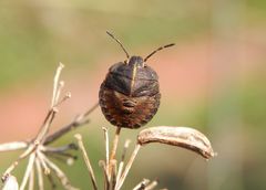Streifenwanzen-Nymphe (Graphosoma italicum) - Mittleres Larvenstadium