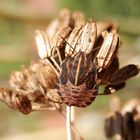 Streifenwanzen-Nymphe (Graphosoma italicum) - Spätes Larvenstadium