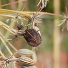 Streifenwanzen-Nymphe (Graphosoma italicum) - Spätes Larvenstadium