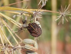 Streifenwanzen-Nymphe (Graphosoma italicum) - Spätes Larvenstadium