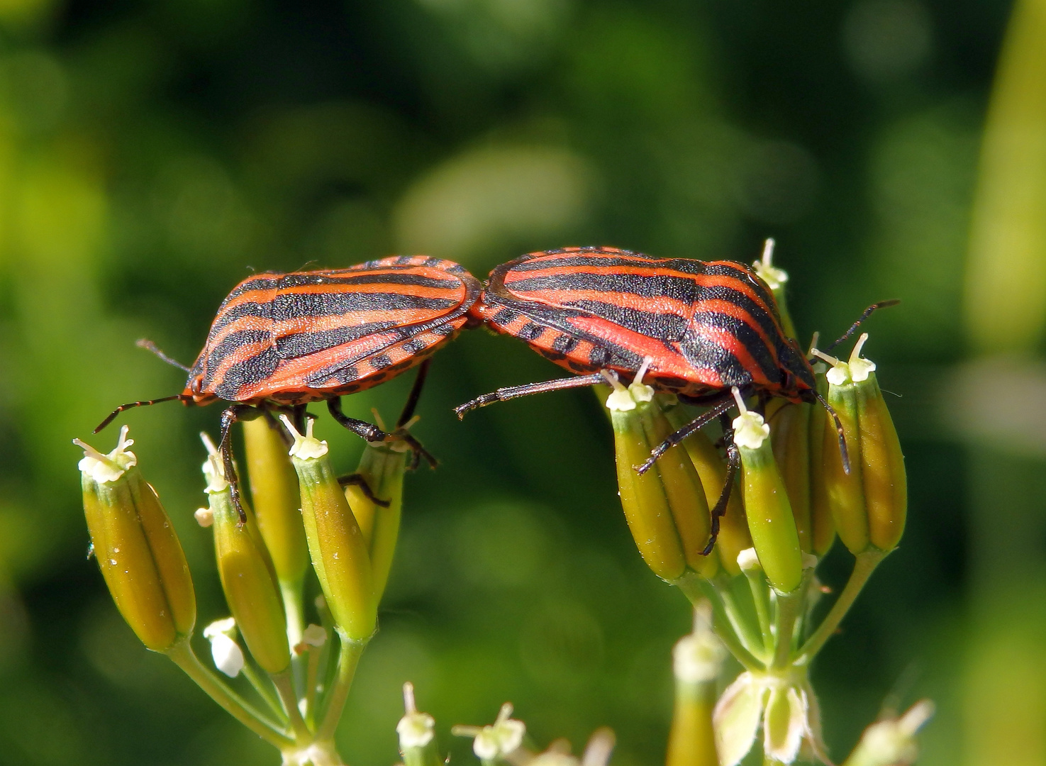 Streifenwanzen-Paarung (Graphosoma italicum) auf Wilder Möhre