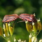 Streifenwanzen-Paarung (Graphosoma italicum) auf Wilder Möhre