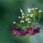 streifenwanzenliebe (graphosoma lineatum)