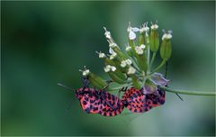 streifenwanzenliebe (graphosoma lineatum)