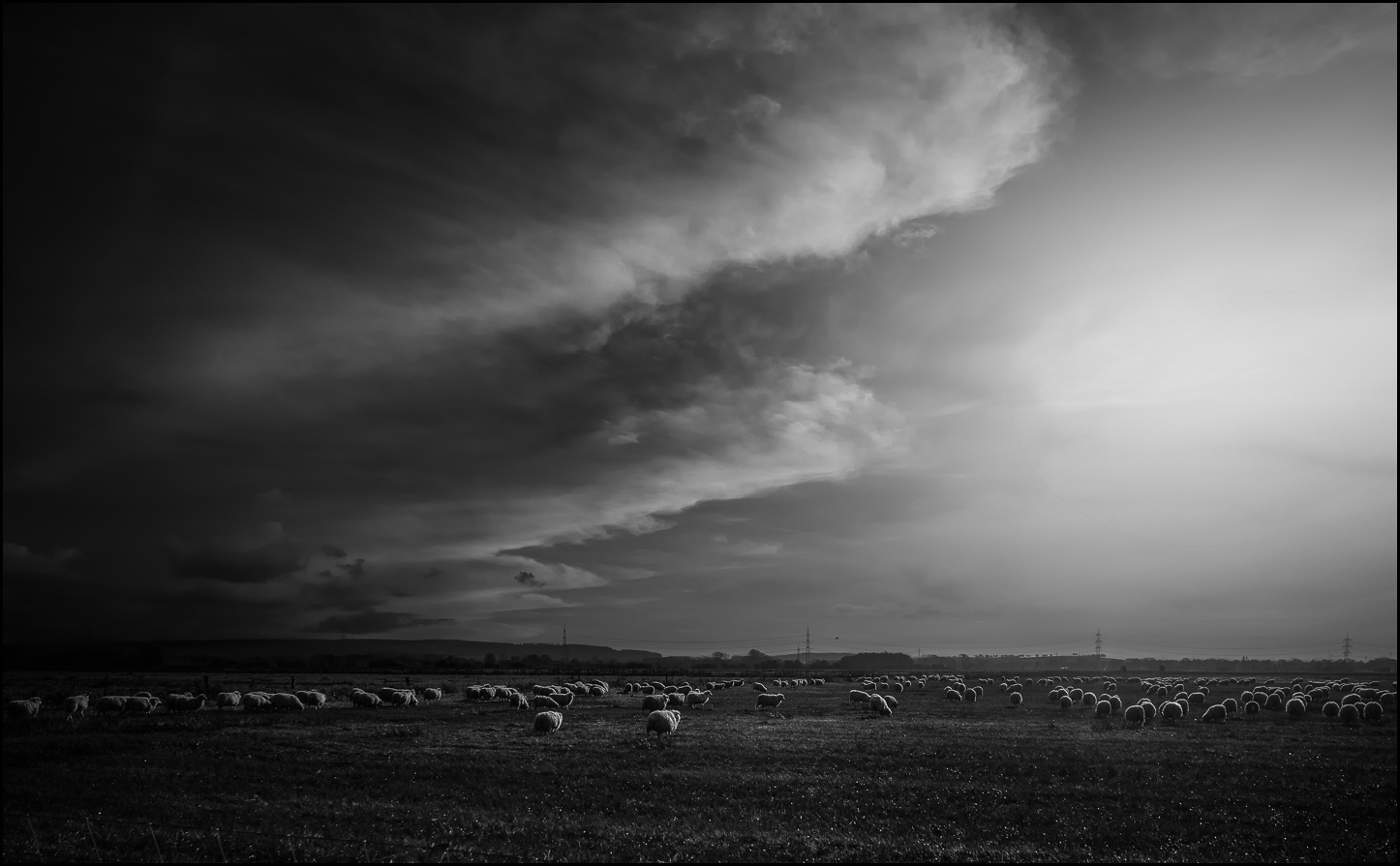Streiflicht Foto & Bild | landschaft, ochsenmoor, schafe auf der weide Bilder auf fotocommunity