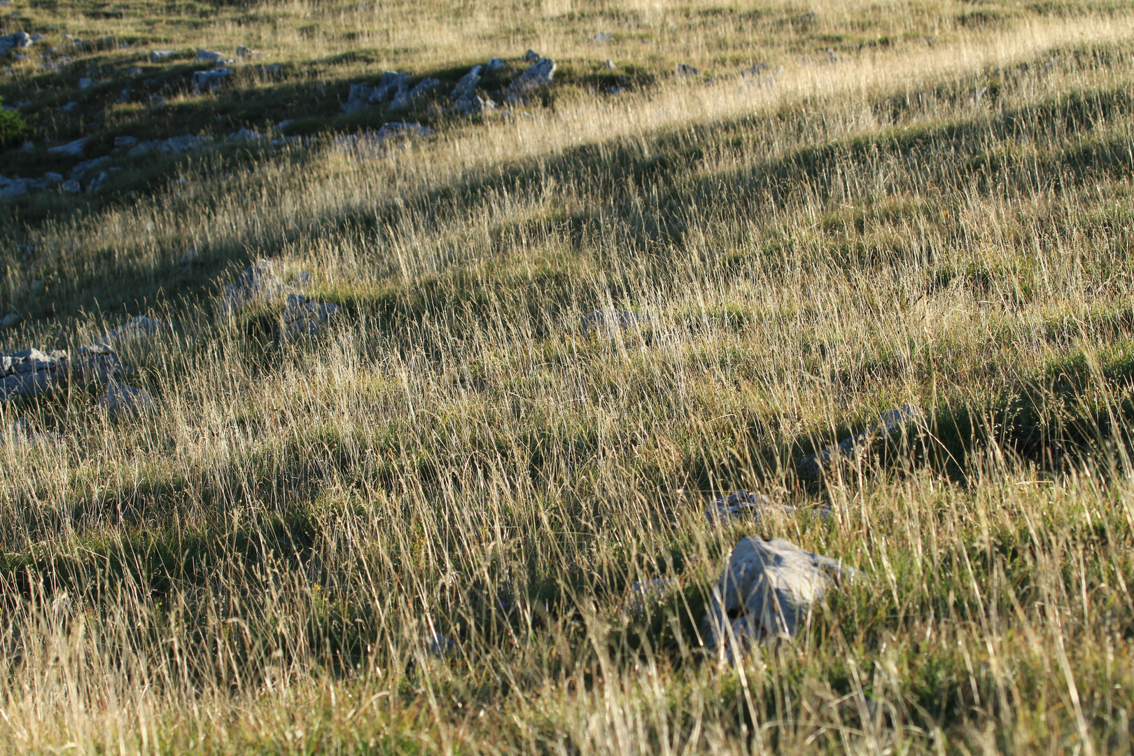 Streiflicht auf dem Chasseral