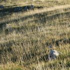 Streiflicht auf dem Chasseral