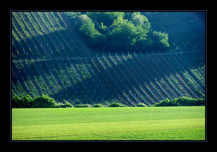 Streiflicht auf dem Weinberg