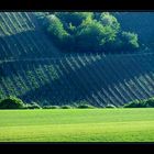 Streiflicht auf dem Weinberg