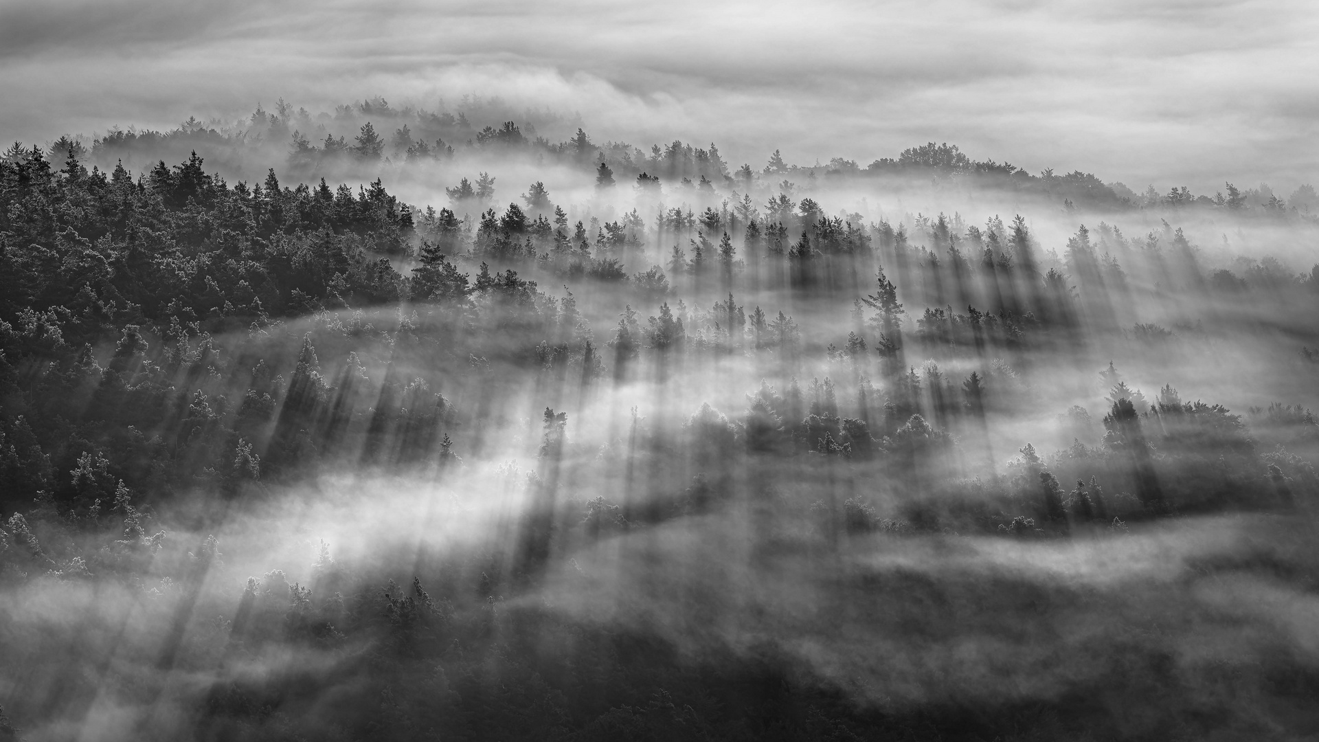 Streiflicht Foto & Bild | fotos, bäume, sonnenaufgang Bilder auf fotocommunity