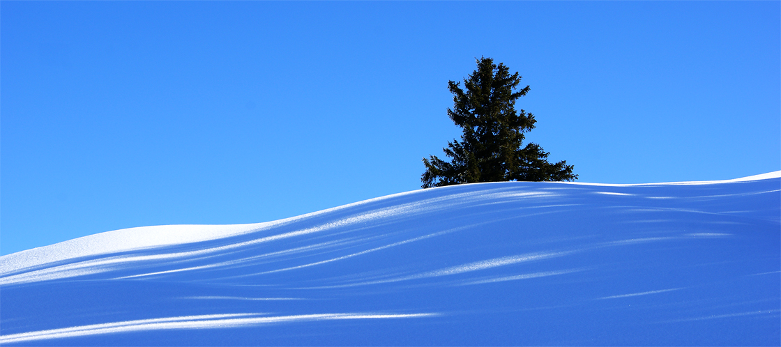 Streiflicht im Januar