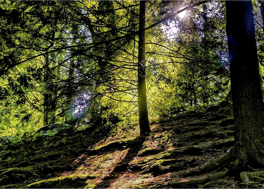 Streiflichter im Wald